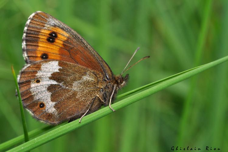 Erebia euryale, Le Pla 09 © Ghislain Riou