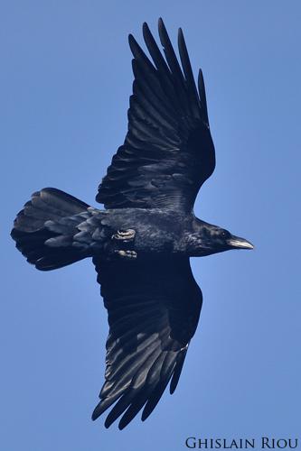 Grand corbeau, Saint-Génies-de-Varensal 34 © Ghislain Riou