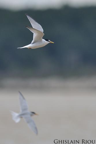 Sterne naine, Fleury 11 © Ghislain Riou