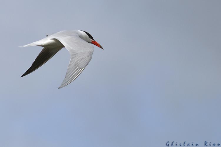 Sterne caspienne, Portiragnes 34 © Ghislain Riou