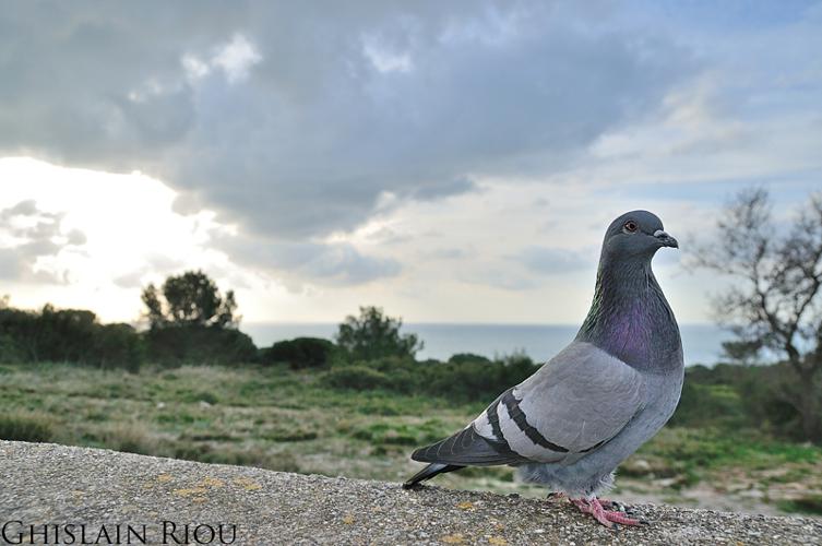 Pigeon biset, Sète 34 © Ghislain Riou