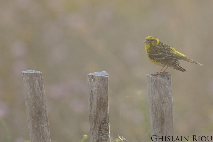 Serin cini, Leucate 11 © Ghislain Riou