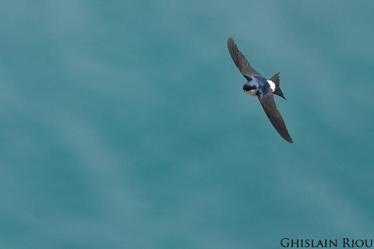 Hirondelle de fenêtre, 26 mars 2014, Leucate 11 © Ghislain Riou