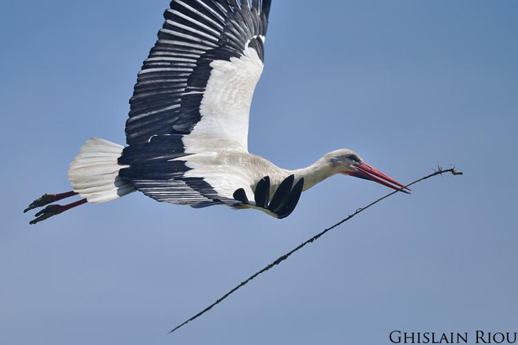 Cigogne blanche, Lattes 34 © Ghislain Riou