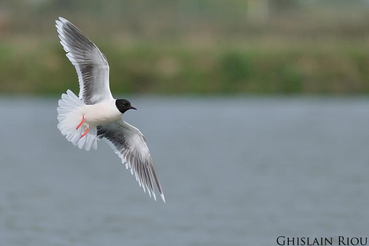 Mouette pygmée, Portiragnes 34 © Ghislain Riou