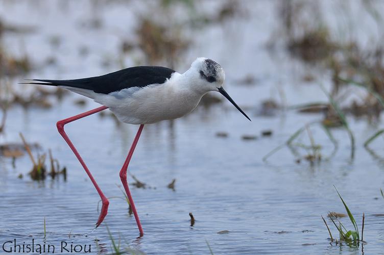 Echasse blanche, Mireval 34 © Ghislain Riou