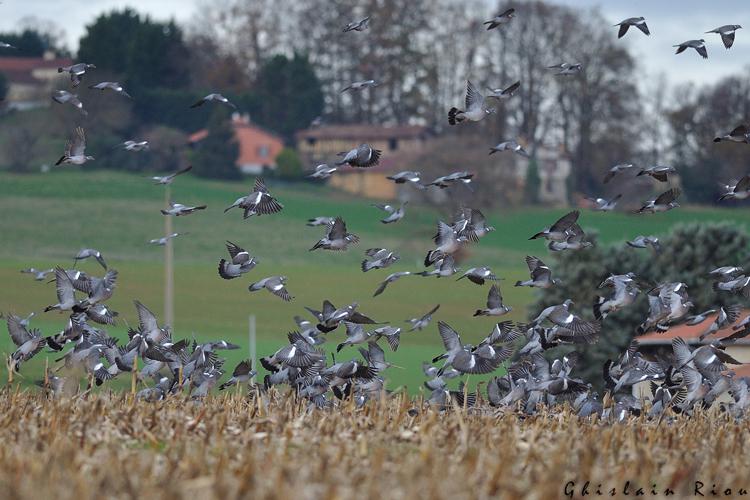 Pigeon ramier, Puydarrieux 65 © Ghislain Riou