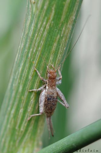 Arachnocephalus vestitus, Lansac 66 © Ghislain Riou