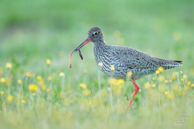 Chevalier gambette (Tringa totanus) © Jessica Joachim