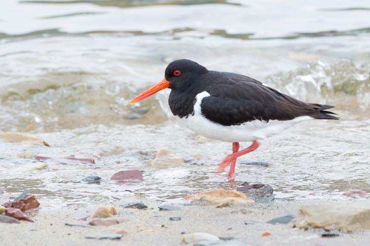 Huîtrier pie (Haematopus ostralegus) © Jessica Joachim