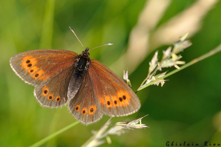 Erebia epiphron, Aston 09 © Ghislain Riou