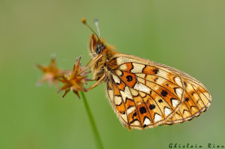 Boloria selene, Aston 09 © Ghislain Riou