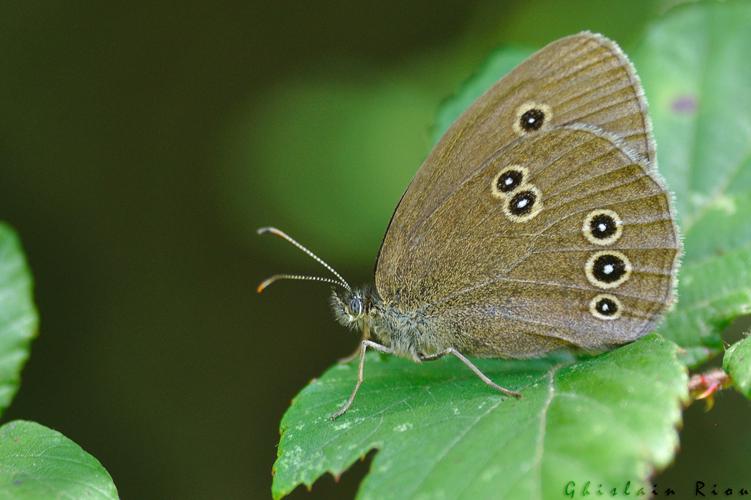 Aphantopus hyperantus, Ornolac-Ussat-les-Bains 09 © Ghislain Riou