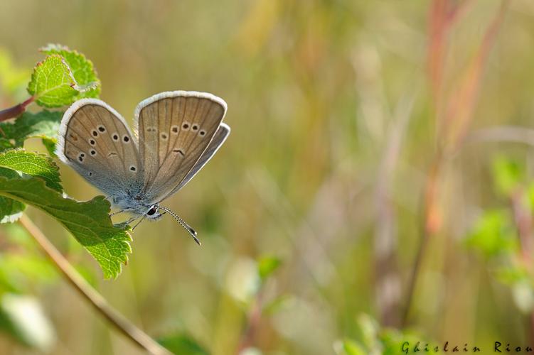 Cyaniris semiargus femelle, Fonbeauzard 31 © Ghislain Riou