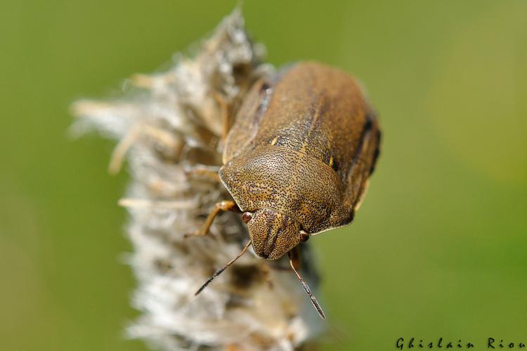 Eurygaster testudinaria, Aston 09 © Ghislain Riou