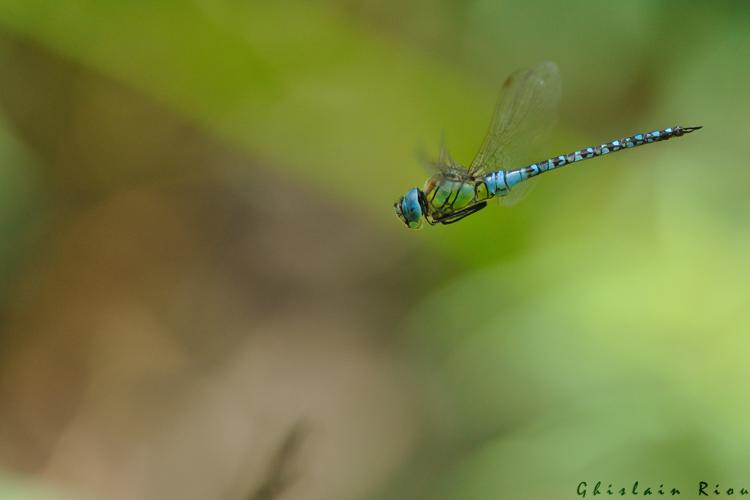 Aeshna affinis mâle, Launaguet 31 © Ghislain Riou