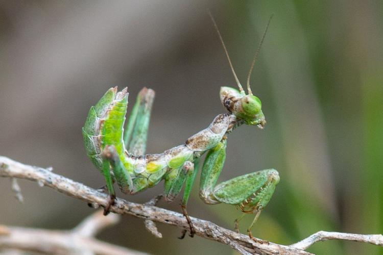 Ameles spallanzania (Larve) © Romain Baghi