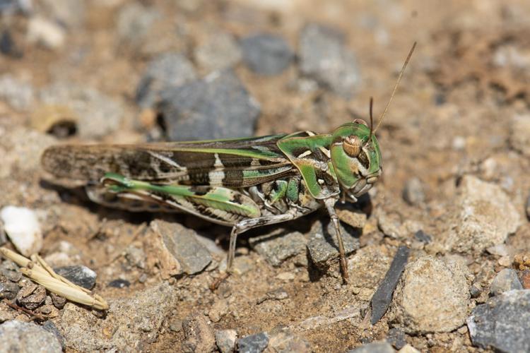 Oedaleus decorus © Romain Baghi