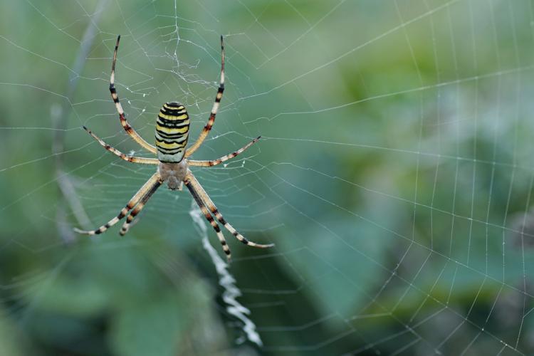 Épeire frelon - Argiope bruennichi (Ordan-Larroque - Gers) © Laurent Barthe