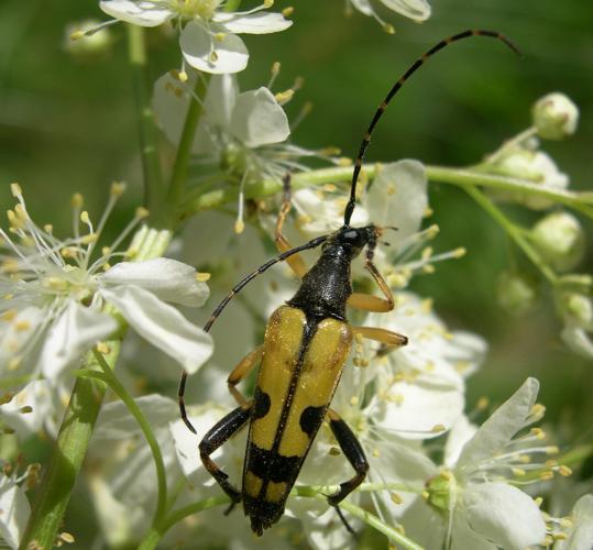 Lepture tacheté - Rutpela maculata (Ordan-Larroque - Gers) © Laurent Barthe