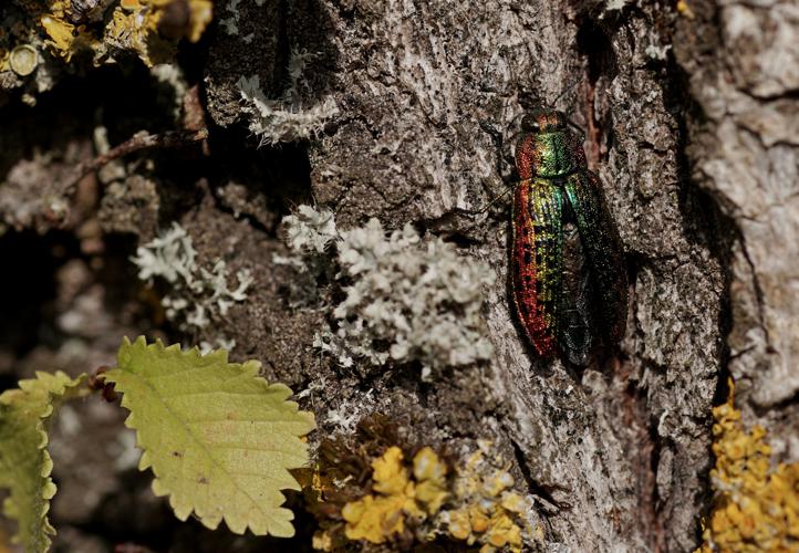 Lamprodila mirifica (Ordan-Larroque - Gers) © Laurent Barthe