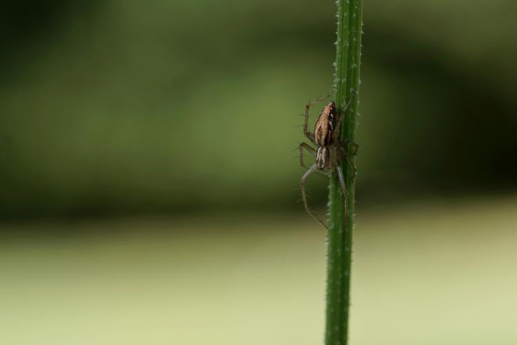 Oxyopes lineatus (Ordan-Larroque - Gers) © Laurent Barthe