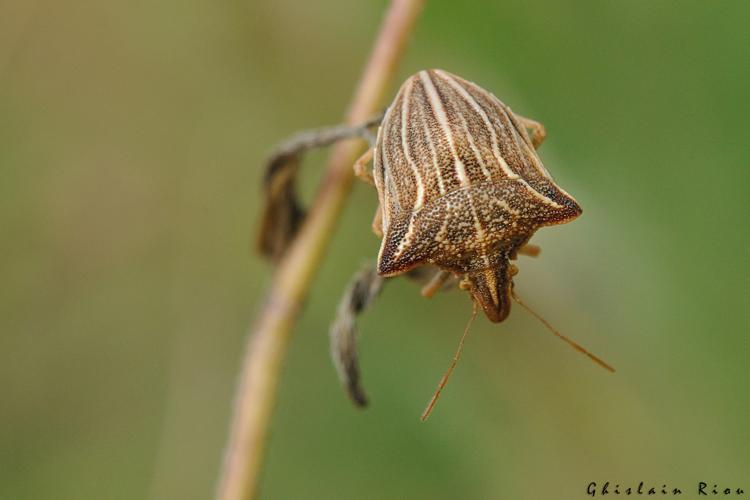 Ancyrosoma leucogrammes, Merles 82 © Ghislain Riou