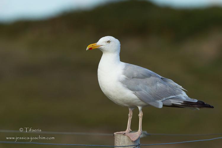 Goéland argenté - Larus argentatus © 