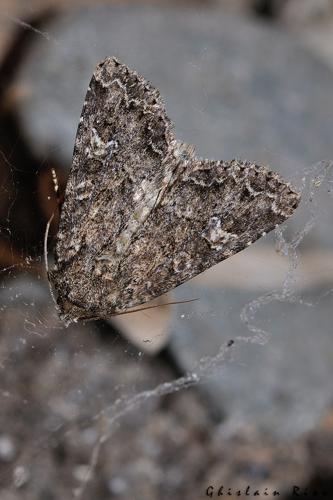 Mamestra brassicae, Toulouse 31 © Ghislain Riou