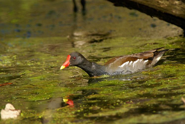 Poule-d'eau -  Gallinula chloropus (Ordan-Larroque - Gers) © Laurent Barthe