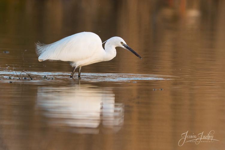 Aigrette garzette - Egretta garzetta (Mazères - Ariège) © Jessica Joachim