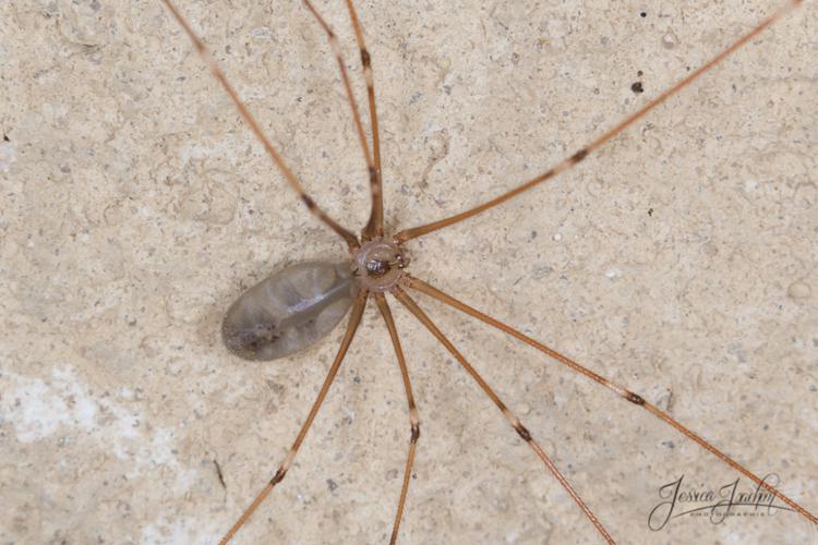 Pholque phalangiste - Pholcus phalangioides © Jessica Joachim