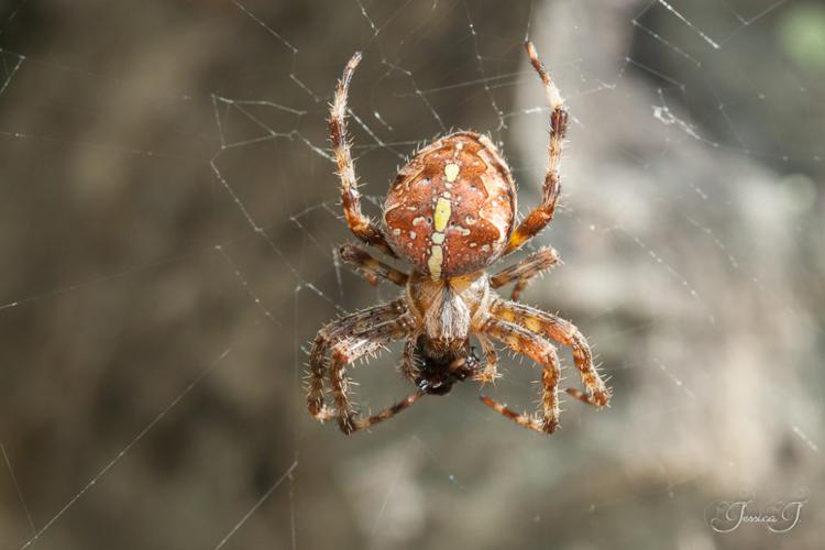 Épeire diadème - Araneus diadematus © Jessica Joachim