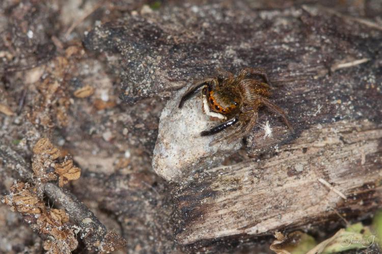 Euophrys frontalis © Jessica Joachim