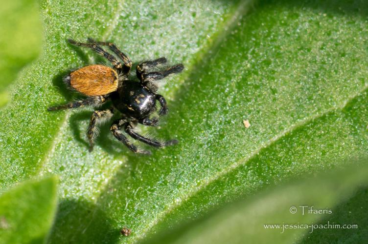 Mâle de Carrhotus xantogramma © Jessica Joachim