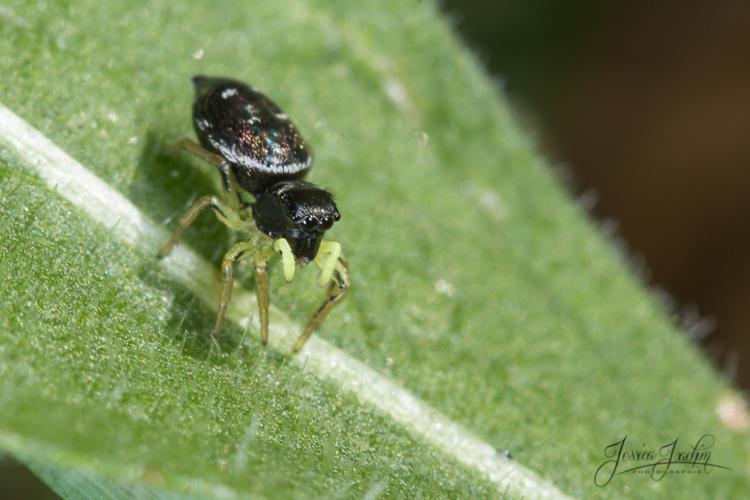 Saltique cuivré - Heliophanus cupreus (femelle - Mazères - Ariège) © Jessica Joachim