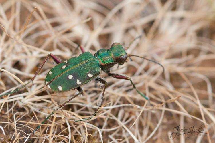 Cicindèle champêtre - Cicindela campestris © Jessica Joachim