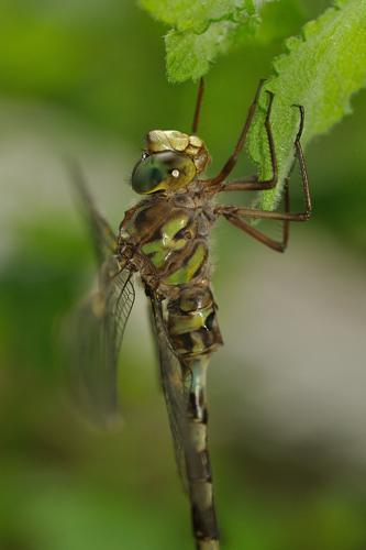 Boyeria irene, Mons-la-Trivalle 34 © Ghislain Riou