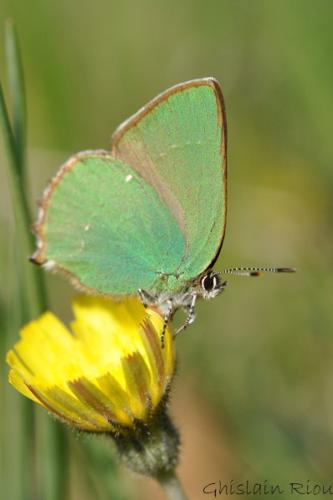 Callophrys rubi, Montesquiou 32 © Ghislain Riou