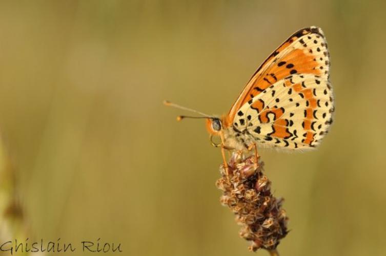 Melitaea didyma, mai 2011, Montesquiou 32 © Ghislain Riou