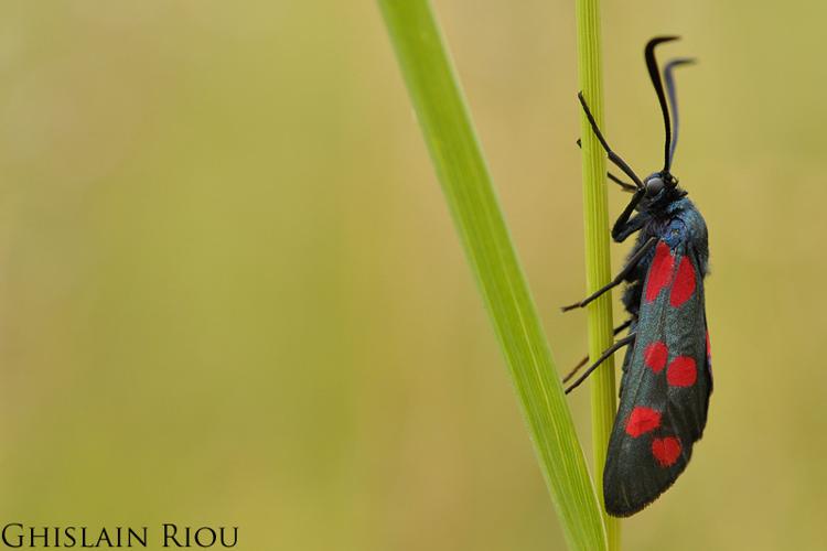 Zygaena filipendulae, Auch 32 © Ghislain Riou