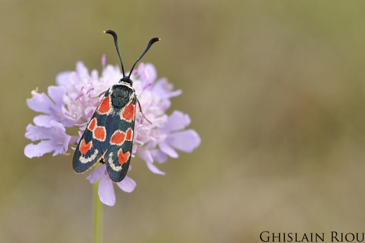 Zygaena occitanica, Montesquiou 32 © Ghislain Riou