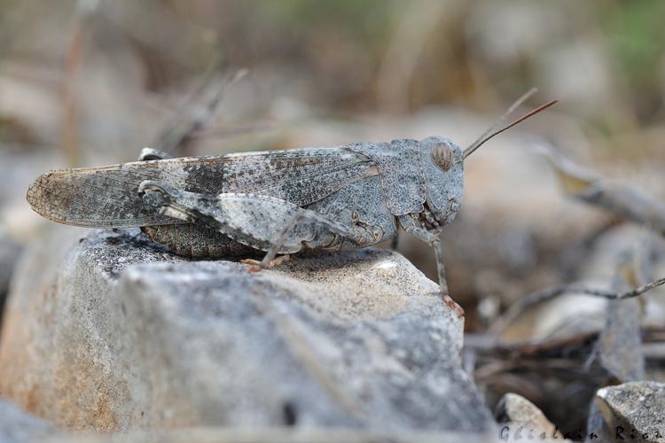 Oedipoda germanica femelle, Reilhac 46 © Ghislain Riou