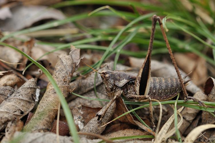 Rhacocleis poneli mâle, Goyrans 31 © Ghislain Riou