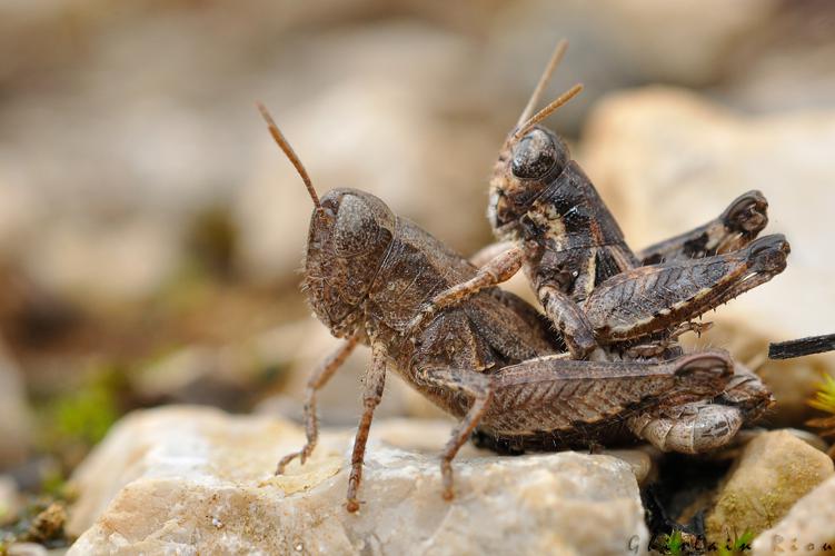 Pezotettix giornae accouplement, Cénevières 46 © Ghislain Riou