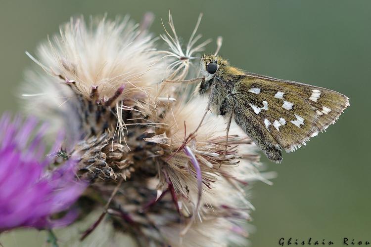 Hesperia comma, Le Malzieu-Forain 48 © Ghislain Riou