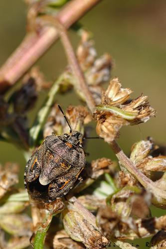 Holcogaster fibulata, Sévérac-le-Château 12 © Ghislain Riou