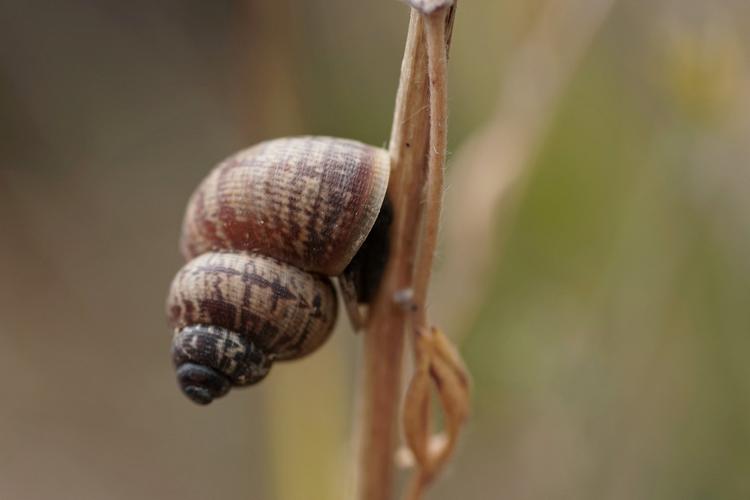 Élégante striée - Pomatias elegans (Auch - Gers) © Laurent Barthe