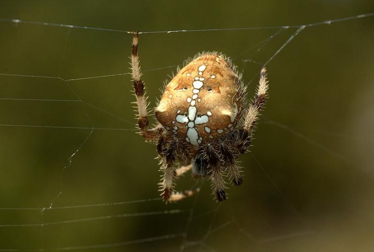 Araneus pallidus (femelle) - (Millau - 12) © David Demergès