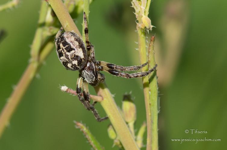 Épeire des roseaux - Larinioides cornutus - (Mazères - Ariège) © Jessica Joachim